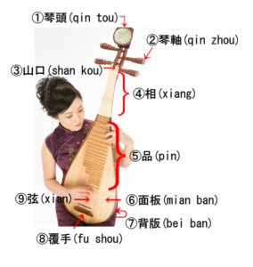 中国琵琶の構造の写真